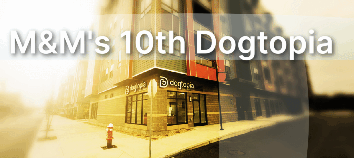 Introducing M&M Constructions’ 10th Dogtopia — Dogtopia Attleborough!