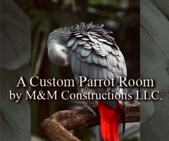 An African Grey Parrot promotion custom residential constructions M&M Constructions